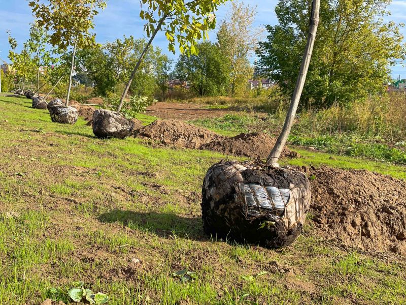 Ground Cover Planting