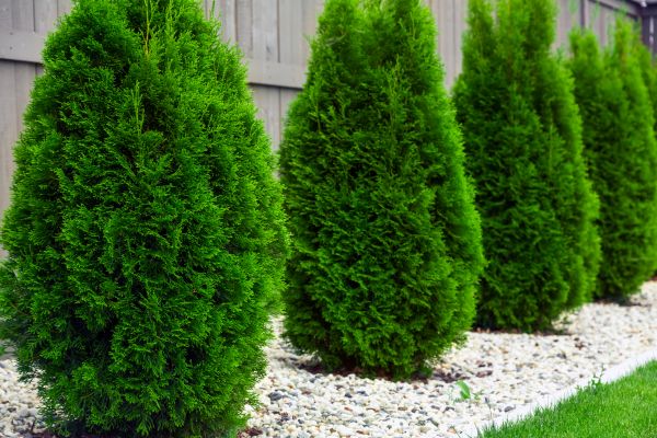 Arborvitae Planting in Billings