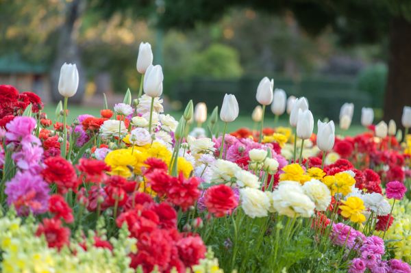 Gardening Service in Billings