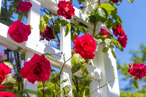 Home Gardening Service in Billings