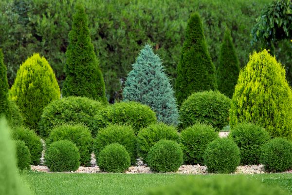 Shrub Installation in Billings