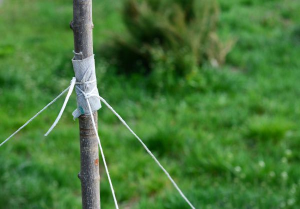 Tree Staking Service in Billings