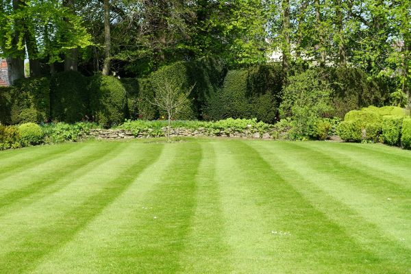 Lawn Renovation in Billings