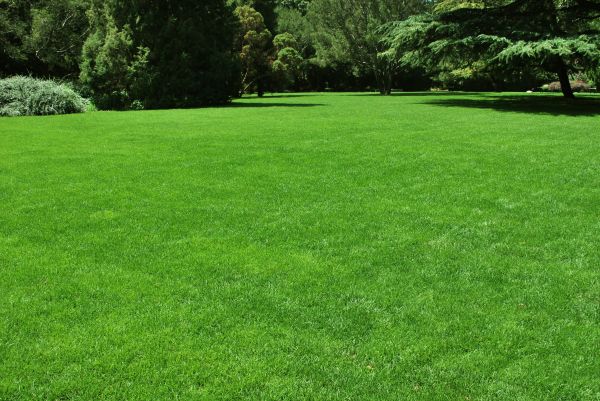 Lawn Landscaping in Billings