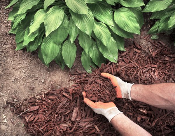 Shredded Mulch Service in Billings