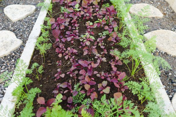 Edging Installation in Billings