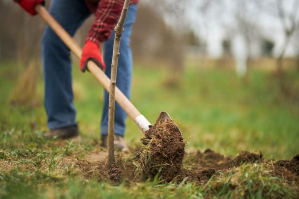 Tree Replacement in Billings