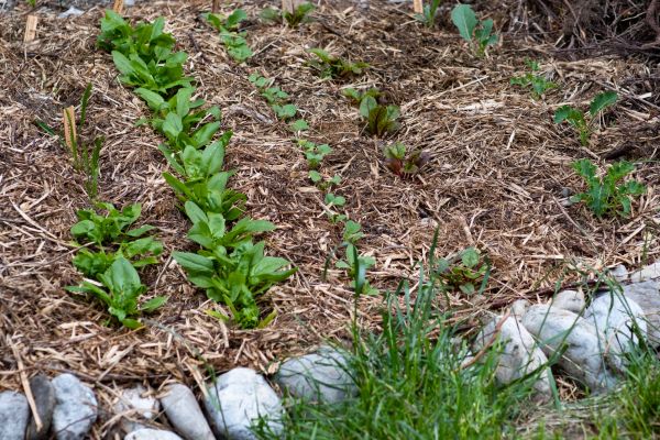Mulch Service in Billings