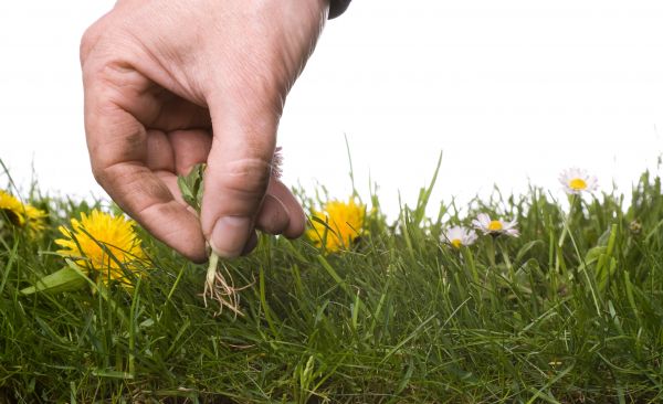 Lawn Weeding in Billings