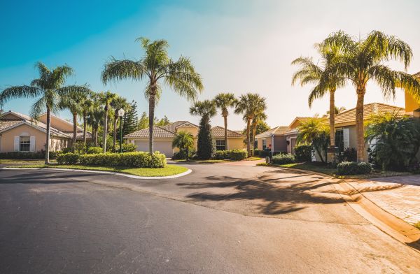 Palm Tree Landscaping in Billings