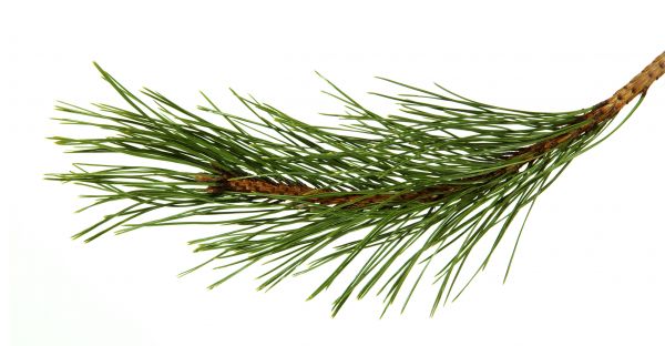 Pine Needles Installation in Billings