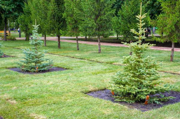 Privacy Trees Planting in Billings
