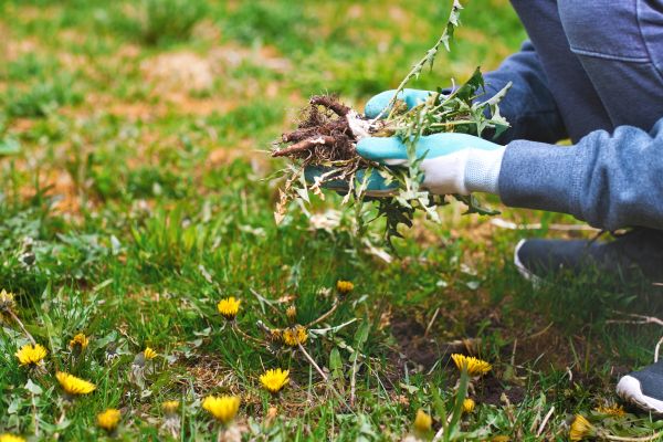 Flower Bed Clearing in Billings