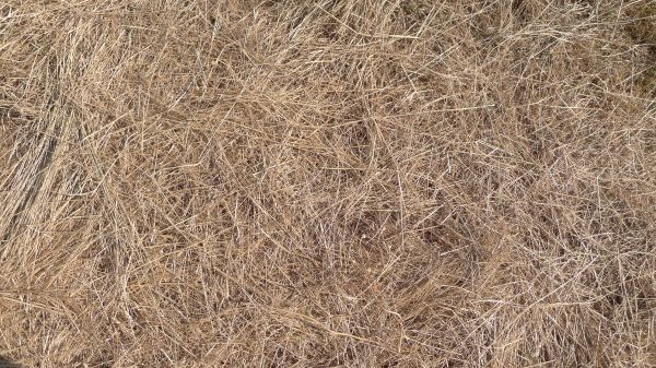 Pine Straw Replacement in Billings