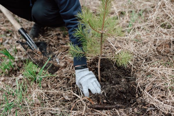 Pine Tree Planting in Billings