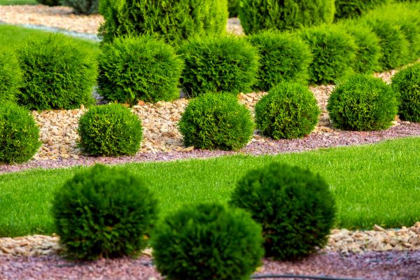 Bush Replacement in Billings