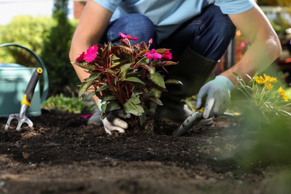 Plant Replacement in Billings