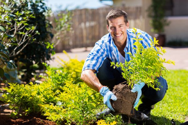 Shrub Landscaping in Billings