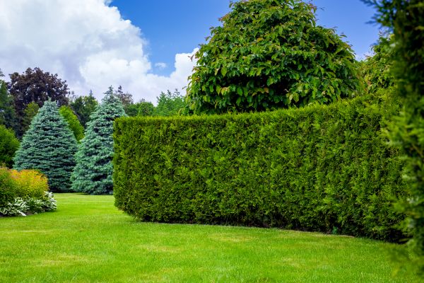 Hedge Landscaping in Billings