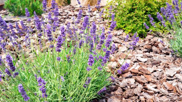 Pine Bark Landscaping in Billings