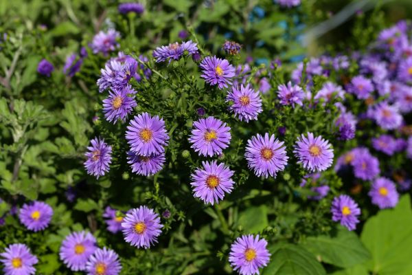 Perennial Flower Planting in Billings