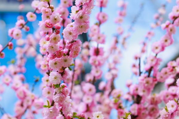 Japanese Cherry Tree Planting in Billings