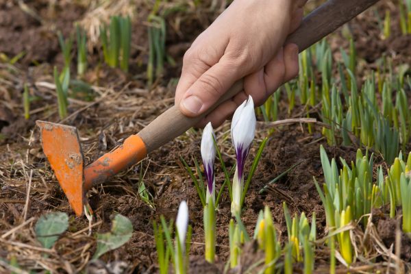 Flower Garden Weeding in Billings