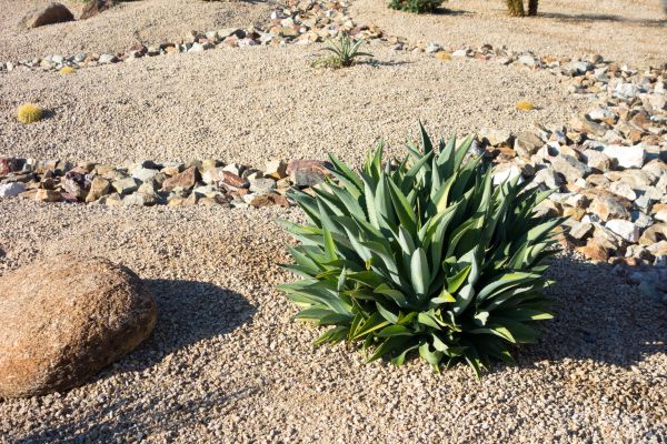 Xeriscaping Service in Billings
