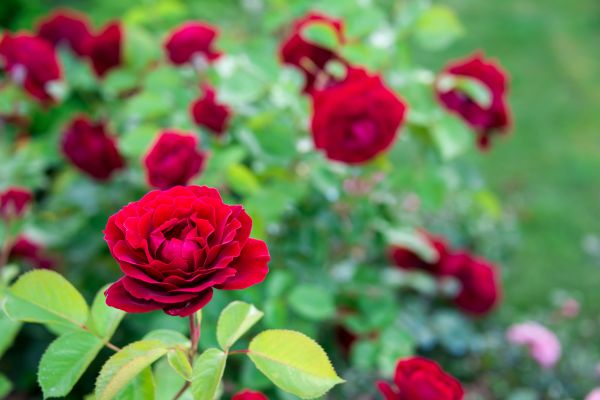 Rose Planting in Billings