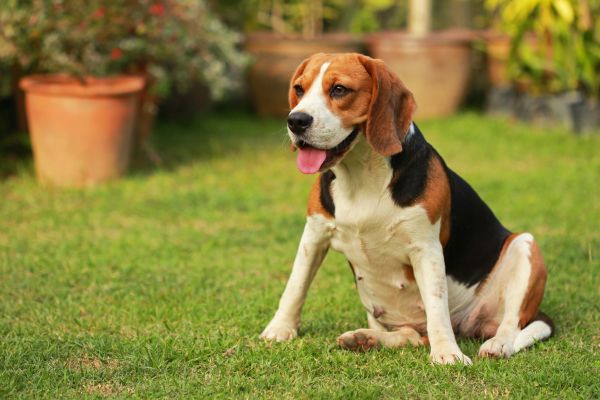 Dog Friendly Landscaping in Billings