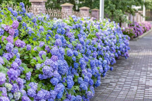 Hydrangea Landscaping in Billings
