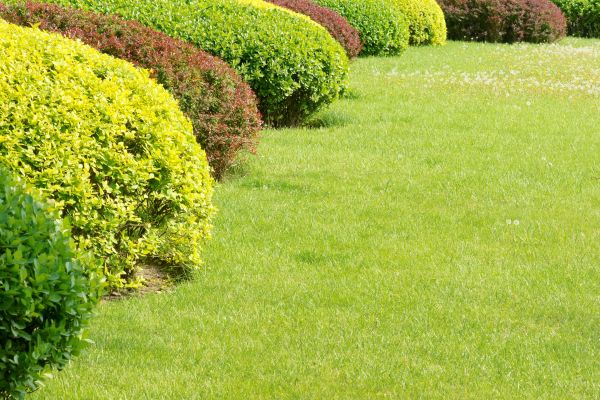 Shrubbery Planting in Billings