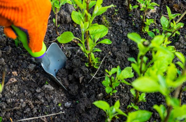 Hydrangea Planting in Billings