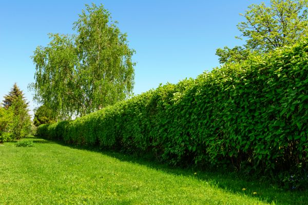 Hedge Replacement in Billings