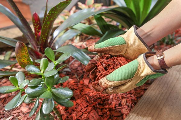 Cedar Mulch Installation in Billings