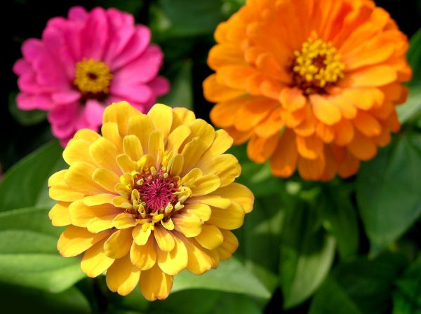 Zinnia Planting in Billings