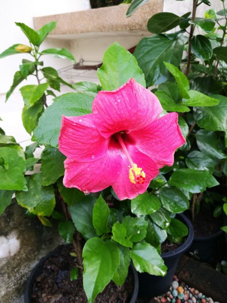 Hibiscus Planting in Billings
