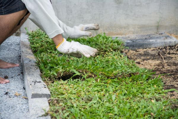 Ground Cover Planting in Billings