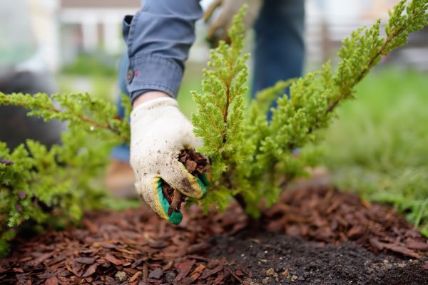 Church Mulching in Billings