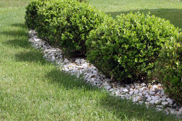 Boxwood Planting in Billings